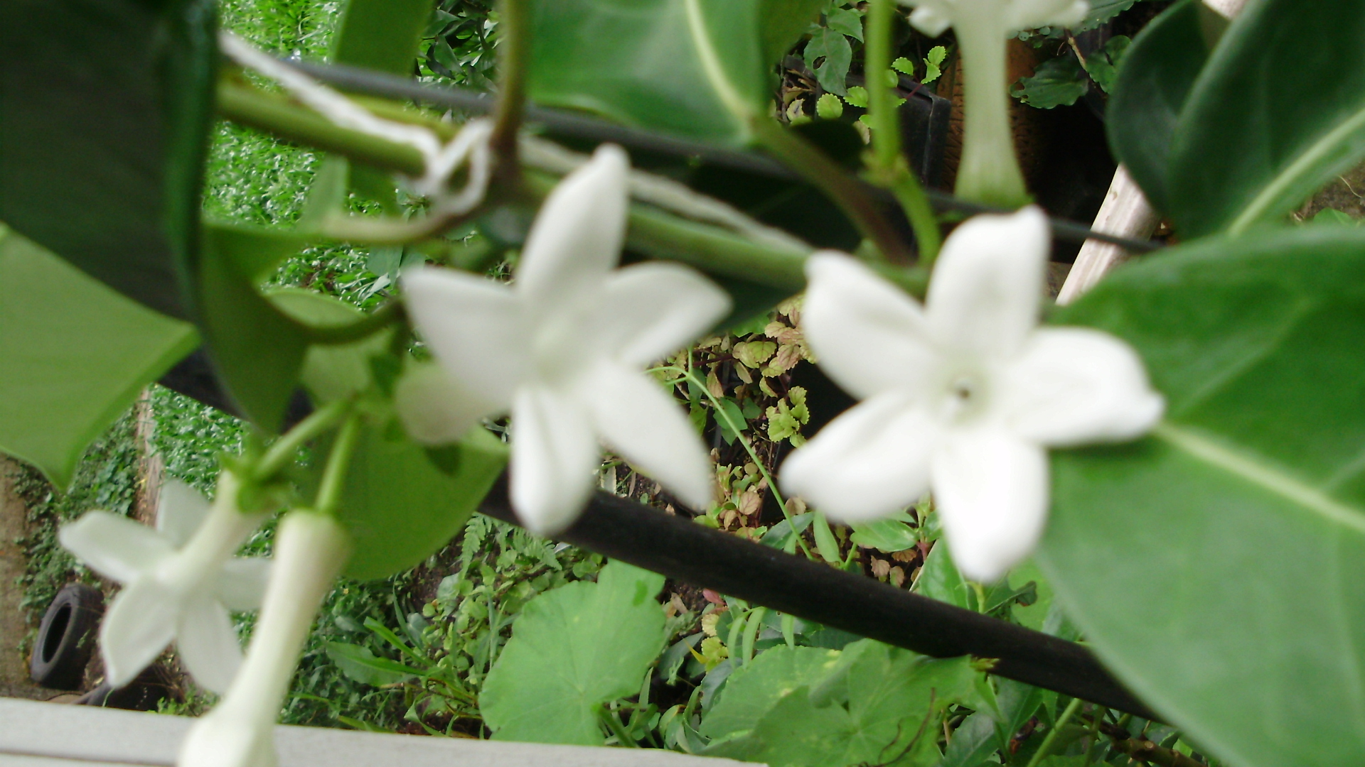 PLANTA TRATADA COM MANYA. - ST/CG/AM/PQR-RMCTBA-PR-BR,2010.